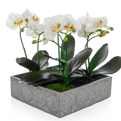 PP Phal Orchid Wh in Sq Snow Pot 36cm