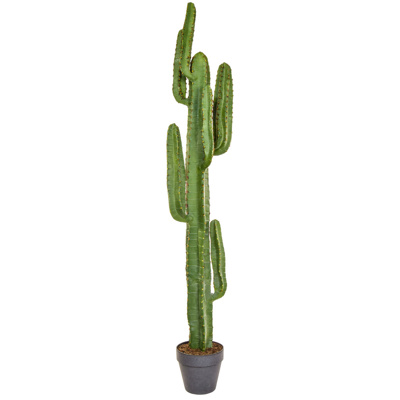 PP Cactus with Brown Pot YF 157.5cm