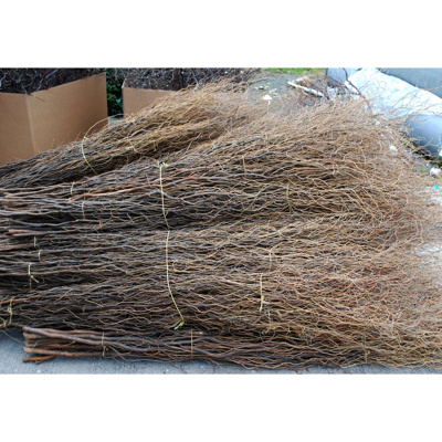W-Wood Willow - Contorted 200cm x 10pcs