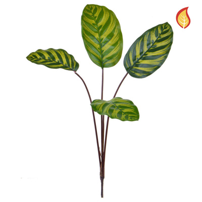 Foliage Calathea Makoyana FR 58cm-S1