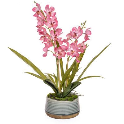 PP Vanda Orchid Pink in Pot YA 57cm