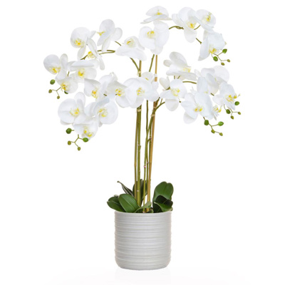 AN-White Orchid in Athen Pot 85cm
