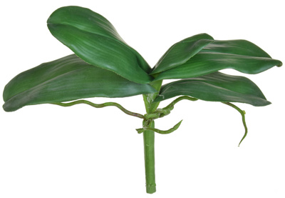 FS Leaf Orchid Phalaenopsis S Grn 27.5cm