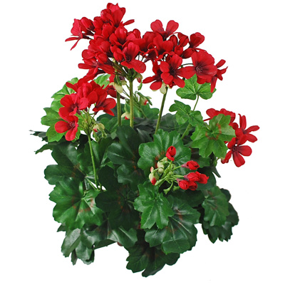 Plants Flowering Geranium B Red 38cm