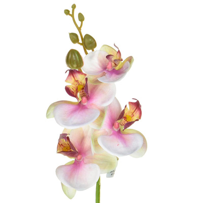 SF Orchid Phalaenopsis XJ Sm Bty 57cm