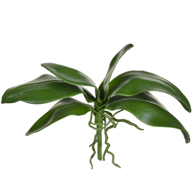 SF Leaf Orchid Phalaenopsis K Green 38cm