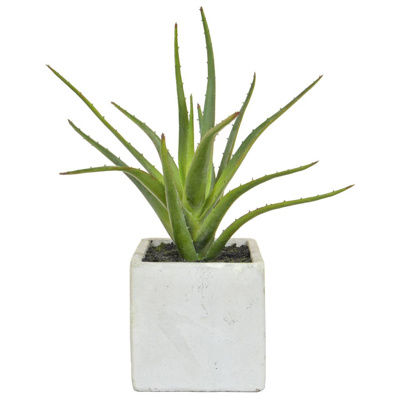 PP Aloe in Cement Pot YF 30cm