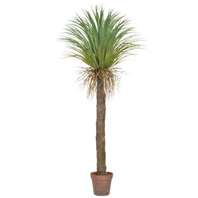 Palm Cycas in Brown Pot YF 180cm