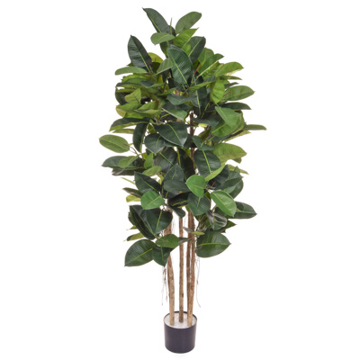 NTT Ficus Elastica BA 170cm