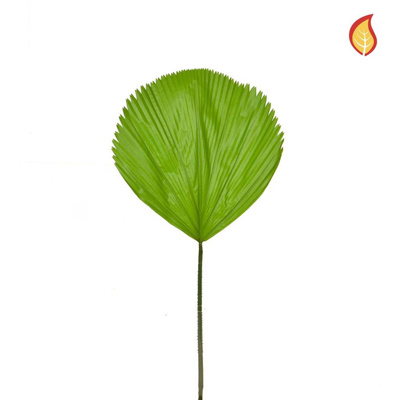 Foliage Licuala Grandis Palm 79cm FR-S1