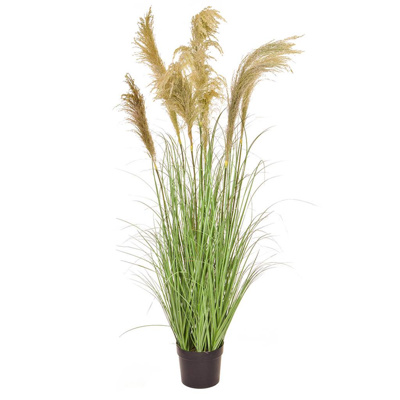 Grass Reed in Pot YF 170cm
