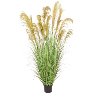Grass Reed in Pot YF 182cm