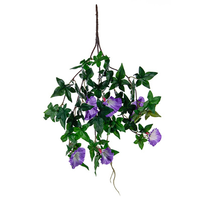 Plants Flowering Small Morning Glory Pur