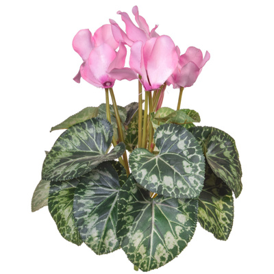 Plants Flowering Cyclamen Pink 32cm