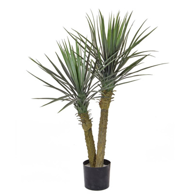 Plants Yucca Rostrata Double Head 100cm