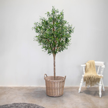 NTT Natural Trunk Olive tree 210cm FR
