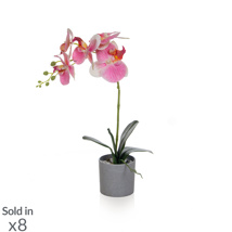 PP Orchid Pink Single in Grey Pot 49cm