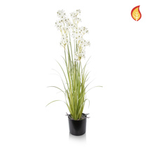 Grass Allium with Pot FR 130cm-S11