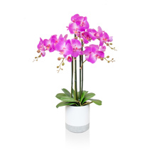 PP Phalaenopsis Real Touch Beauty W/Pot 70cm