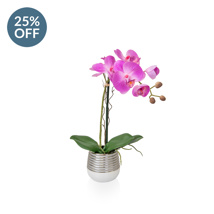 PP Potted Orchid Beauty slv YA 38cm