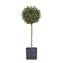 AN-Olive Tree in Textured Slate Pot 155cm