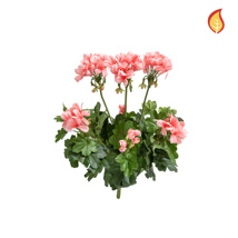 Plants Flowering Geranium Pink 38cm FR-S1