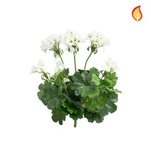 Plants Flowering Geranium White 38cm FR-S1