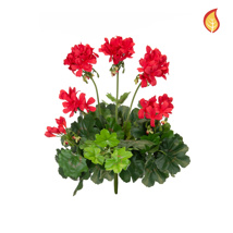 Plants Flowering Geranium Red 38cm FR-S1
