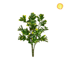 Plants Pittosporum Grn/Yel 39cm UV