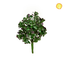 Plants Pittosporum Purple/Grn 37cm UV