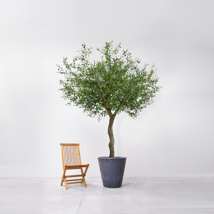 NTT Olive Tree 230cm FR-S1