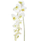 SF Orchid Phalaenopsis XJ LG Wh/Pk 130cm