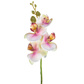 SF Orchid Phalaenopsis XJ Sm Bty 57cm