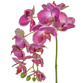 SF Orchid Phalaenopsis XJ Min Dk/Pk 60cm