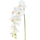 SF Orchid Phalaenopsis XJ Med Wh 98cm