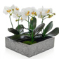 PP Phal Orchid Wh in Sq Snow Pot 36cm