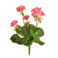 Plants Flowering Geranium PI Pink 35cm