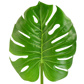 FS Leaf Giant Monstera Green GB 100cm