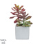 PP Succulent Grn/Red in Pot YF 20cm