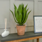 PP Yucca Agave in Clay Pot YF 50cm