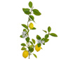 FS Lemon Spray with Fruits GB 108cm