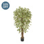 NTT Ficus Liana Variegated BA 150cm