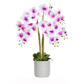 AN- Pk/Wh Orchid in Athens Pot 85cm