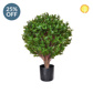 Topiary Privet Tree 65cm SF UV