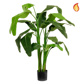 Plants Musa Cocinea 125cm FR-S1