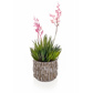 PP Flowering Aloes in Grey Pot YF 35cm