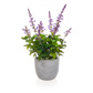PP Lavender in Grey Pot Q 50cm