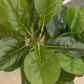 PP Ficus in Grey Pot 95cm