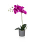 PP Orchid Dk Pink Single in Grey Pot 49cm