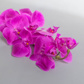 SF Orchid Phal Dk Pink Real Touch GB 115cm